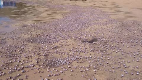 Thousands of Soldier Crabs March Across the Sand