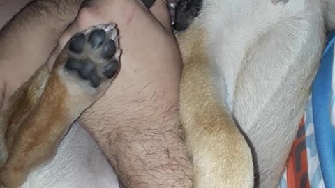 Dog Sucks Thumb