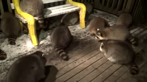 A man who has been feeding raccoons for the past 20 years.