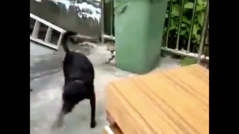 Big black dog teases cat bitten