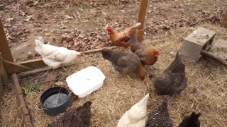 Acorn squash is tasty, even if it's not steak, according to chickens.