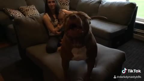 Perro pitbull entrenado para cuidar a su dueño