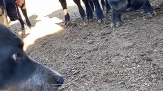 Cattle Dog Defends Owner From Herd of Cows