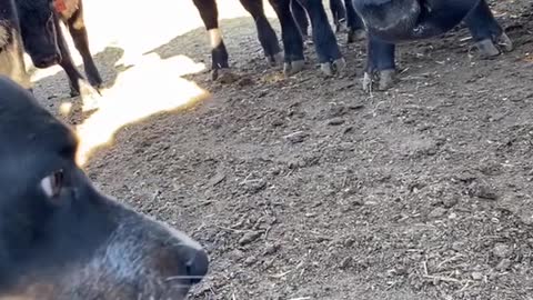 Cattle Dog Defends Owner From Herd of Cows