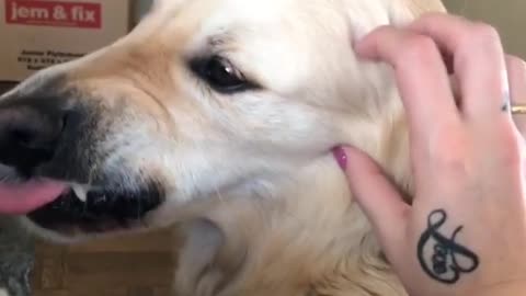 Silly Dog Makes A Ridiculous Face When Pet On The Cheeks