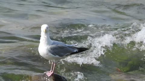 Herring Gull