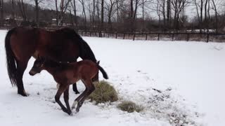 This Baby Horse Experienced Snow For The First TIme