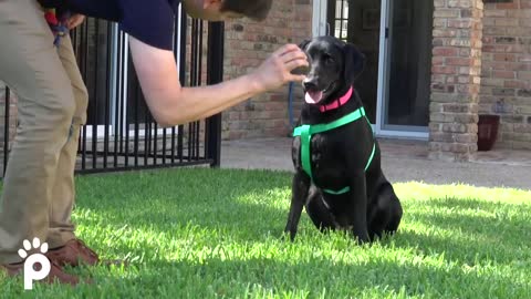 How to Train your Puppy 6 Tricks in 1 Day
