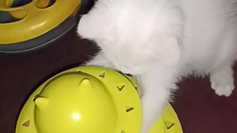 Cats play for toys