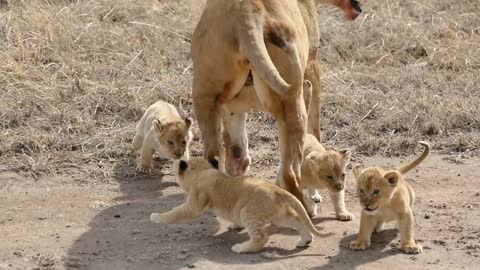 Lions, National Geographic, Documentary,