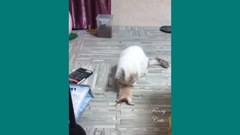 Funny cats