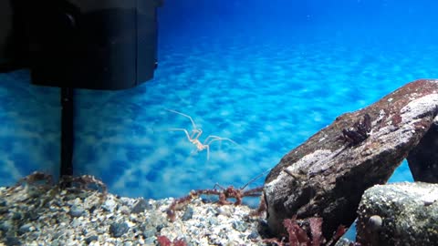 Swimming Sea Spider