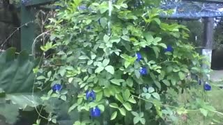 Lindo pé de rosas azuis sendo molhadas, no museu de ciências [Nature & Animals]
