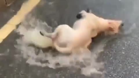 Dog is funny slip in water