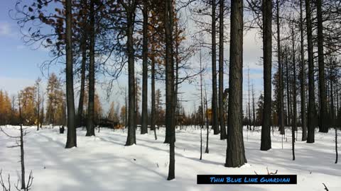 Logging 2,000 acres of Burnt Trees on Private Land! Lionshead Fire (Oregon 2020)