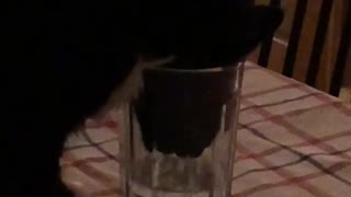 Thirsty feline