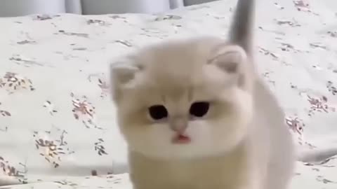 cats funny and cute scene