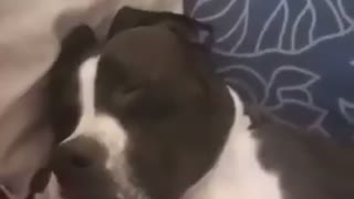 Sleepy Snoring Pitbull has sweetest dreams