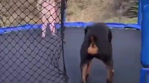 Dog And Child Play On Trampoline Happy Good Vibes