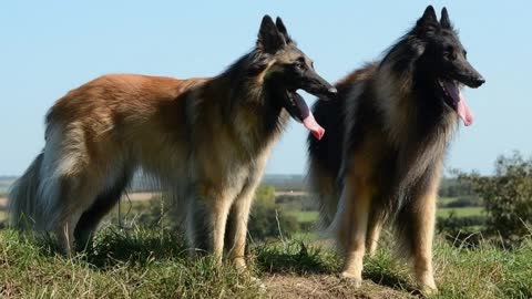 Dogs training at home . Dogs training