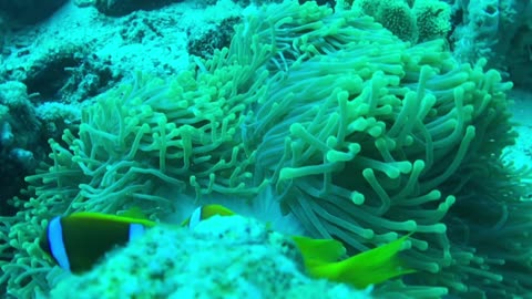 I Love to Video Nemo Fish in the Sea Anemone - No Sound