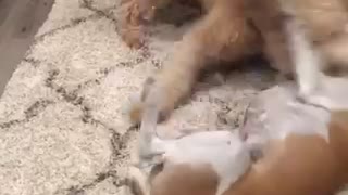 Brown dogs play fighting in carpet floor