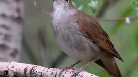 Beautiful nightingale bird