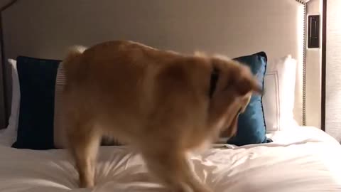 Dog treats hotel bed just like we do