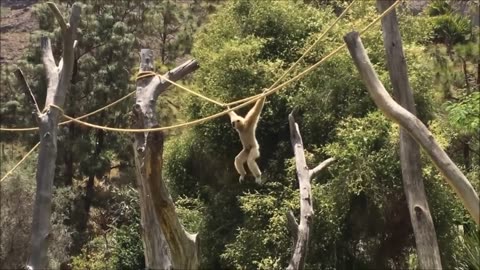 Gibbon Giggles: A Hilarious Showcase of Silly Primate Shenanigans