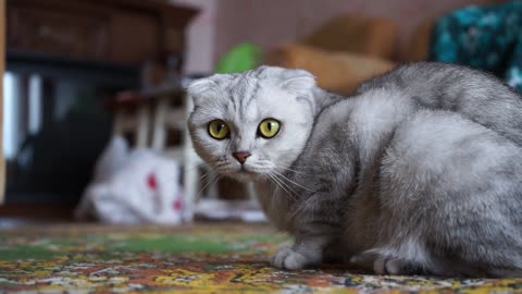 Cat Cute Looking / Cat Confiuse Moment