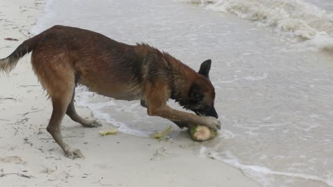 Dog peeling a coconut on a beach