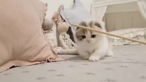 Cute kitten video short leg Cute kitten