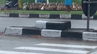 Flock of Ducks Follow Shepherd Across Street