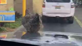 McDonalds serving free range chicken now!