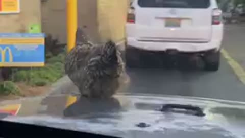 McDonalds serving free range chicken now!