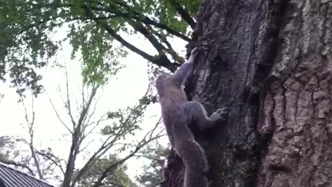 Releasing a Squirrel Goes Terribly Awry