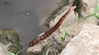 Snake Grabs Kids Bream While Fishing