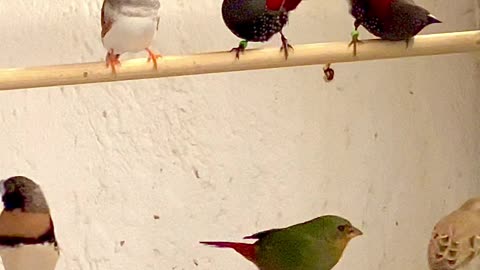 Indoor during winter - mix species aviary birds - finches and softbills #birds #bird #nature #animal