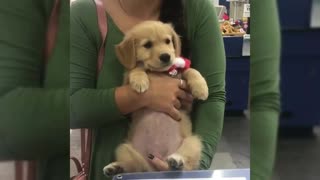 Puppy’s Radiant Smile Is A Sure Recipe To Brighten Your Day