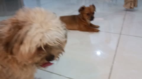 The most beautiful shots with my little dogs