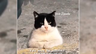 This sassy feline has got some words of wisdom 😹