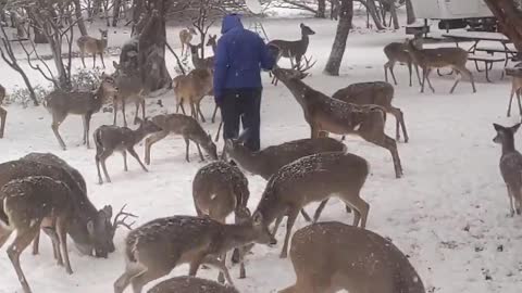 Feeding Wild Deer During Rare Texas Snowstorm