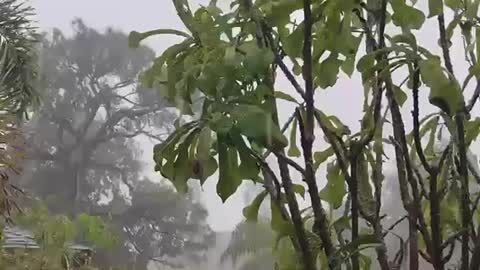 Heavy rain with thunder, lightening, and wind on jungle