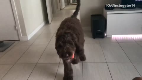Brown dog running in slow motion and running into camera