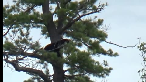 Five bears on a giant tree top unbelievable video.