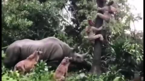 Rhino putting it to climb a tree, dog helping the cat to escape #shorts