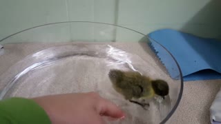 Adorable patito nada por primera vez