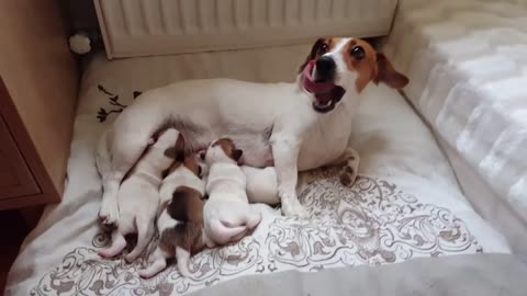 Jack Russell Puppies / Time Lapse