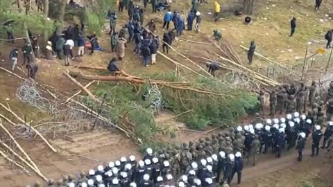 Nov 8th 2021: 'migrants' cut down trees to use as battering rams on the polish border fence.