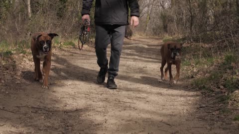 A Man And His Dogs In The Forest